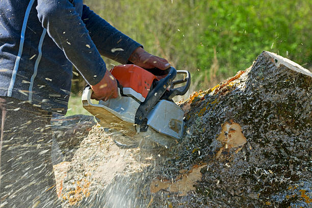 Trusted Dimondale, MI Tree Service Experts